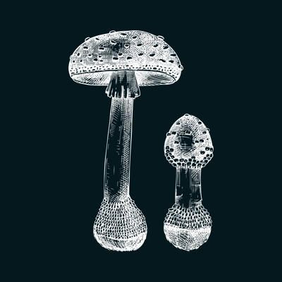 Fly agaric mushroom sketch. Hand-drawn deadly poisonous fungus illustration. Amanita mushroom drawing on chalkboard. Poisonous forest plants design element
